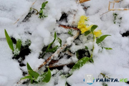 Майский снег – аномалия или норма: синоптик объяснил резкое похолодание