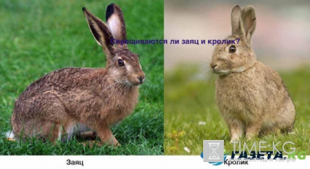 Почему так: 5 простых ответов на простые вопросы