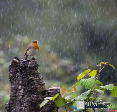 Погода в Москве и Подмосковье на выходные дни 20-21 мая 2017: теплая погода с температурой свыше плюс 20 градусов придет в Москву