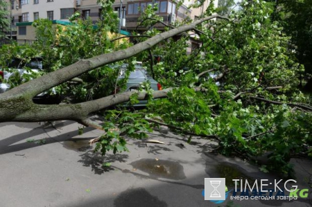 Погода в Москве: ураган унес жизни 16 человек
