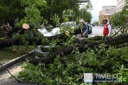 Погода в Москве: ураган унес жизни 16 человек