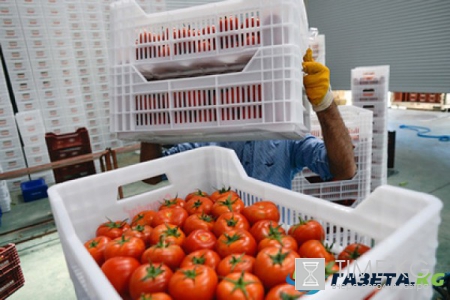 «Помидорная война» с Турцией обошлась России в 1,5 миллиарда долларов‍