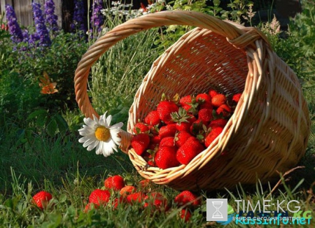 Посевной календарь на июль 2017 года