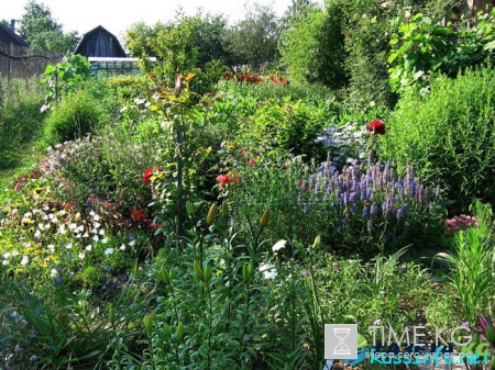 Посевной календарь на июль 2017 года