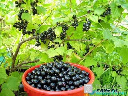 Посевной календарь на июль 2017 года