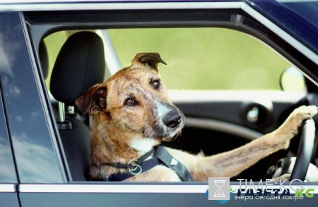 Самую везучую собаку в мире спасло от верной гибели чудо