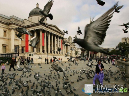 Трафальгарская площадь - главная гостиная Лондона (ФОТО)