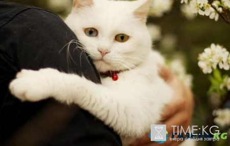 У них там своя атмосфера: в Ирландии ищут «обнимателя котов»
