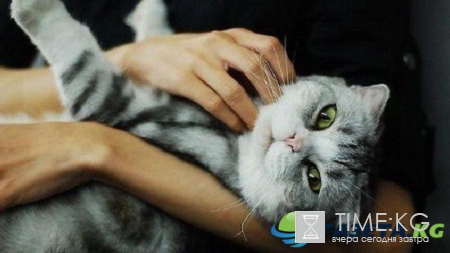 У них там своя атмосфера: в Ирландии ищут «обнимателя котов»