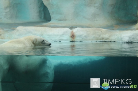 Ученые рассказали о причинах появления в Арктике зеленой воды