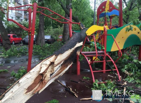 Ураган в Москве унес жизни семи людей