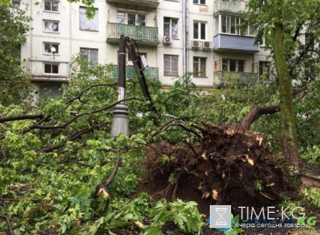 Ураган в Москве унес жизни семи людей