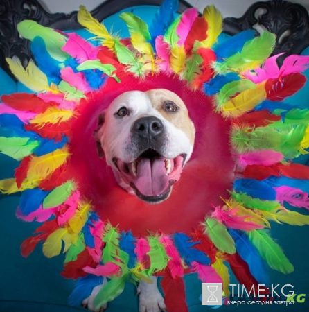 Воротники для собак «Конусы славы» стали хитом интернета