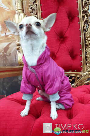 Воротники для собак «Конусы славы» стали хитом интернета