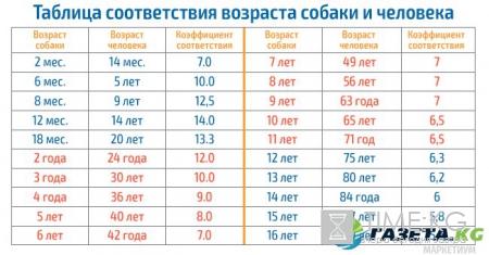 Вот сколько лет вашему питомцу в переводе на человеческий возраст