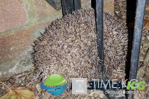 Толстый еж застрял в заборе пытаясь сбежать от напугавшей его женщины Толстый еж застрял в заборе пытаясь сбежать от напугавшей его женщины