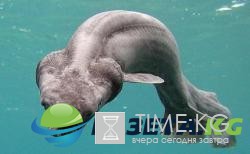 Тушу морского монстра выбросило на пляж в Индонезии