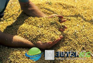 Ученые назвали продукт, который в будущем спасет Землю от голода