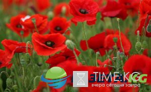 В НАТО хотят создать «универсальных солдатов»: американские журналисты опубликовали шокирующую информацию