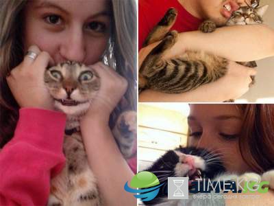 Забавные кошки, которые не любят селфи