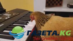 Курица произвела фурор на шоу талантов в США. Видео