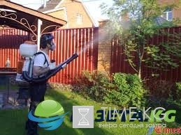Обработка деревьев от вредителей: Этапы обработки сада от и вредителей и болезней