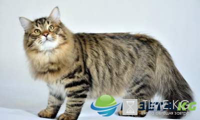 Самые крупные породы домашних кошек. Фото Самые крупные породы домашних кошек. Фото