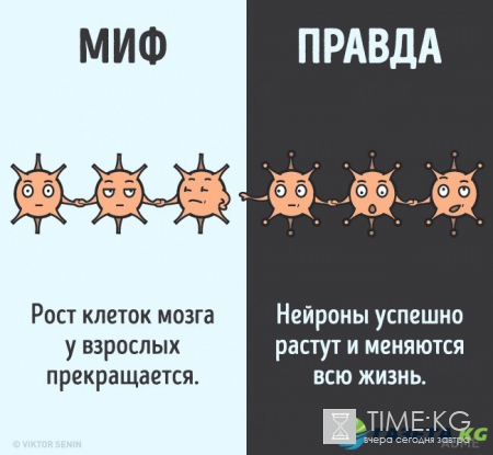 12 мифов о человеческом теле, которые пора забыть