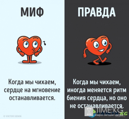 12 мифов о человеческом теле, которые пора забыть