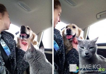 7 животных, которые по горло сыты выходками своих хозяев