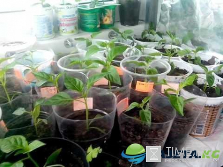 Календарь высадки рассады в грунт на июнь 2017 года: что и когда можно высаживать в грунт в июне