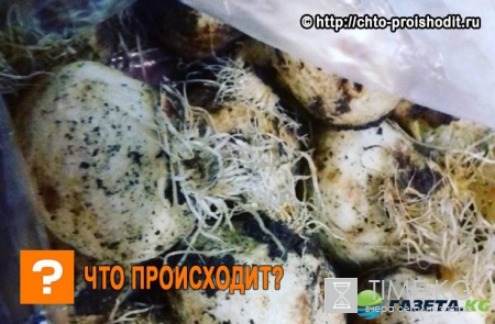 Когда выкапывать тюльпаны после цветения в открытом грунте в 2017 году: простые правила и советы