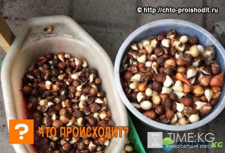 Когда выкапывать тюльпаны после цветения в открытом грунте в 2017 году: простые правила и советы