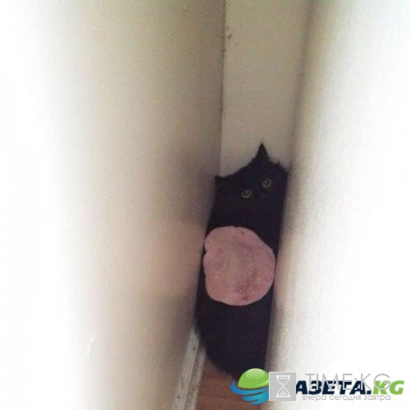 Курьезные снимки кошек, которые делают странные вещи (ФОТО)
