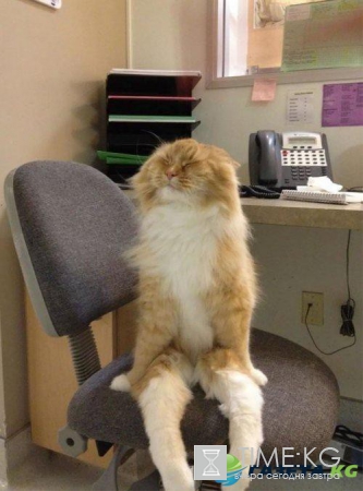 Курьезные снимки кошек, которые делают странные вещи (ФОТО)