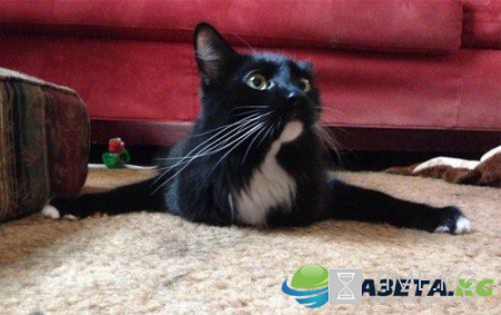 Курьезные снимки кошек, которые делают странные вещи (ФОТО)