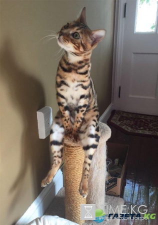 Курьезные снимки кошек, которые делают странные вещи (ФОТО)