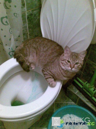 Курьезные снимки кошек, которые делают странные вещи (ФОТО)