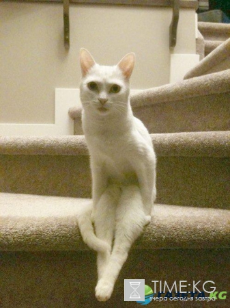 Курьезные снимки кошек, которые делают странные вещи (ФОТО)