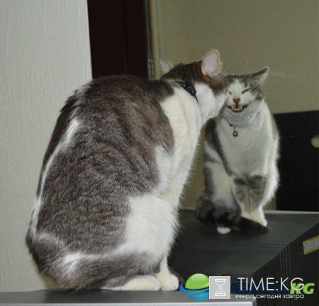 Курьезные снимки кошек, которые делают странные вещи (ФОТО)