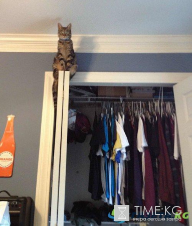 Курьезные снимки кошек, которые делают странные вещи (ФОТО)