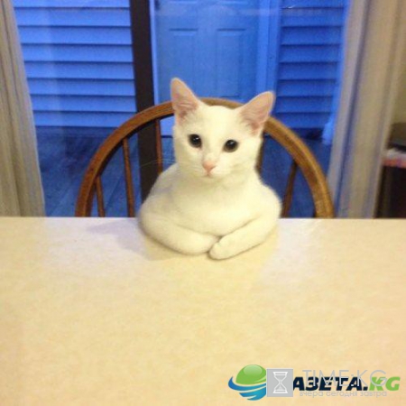 Курьезные снимки кошек, которые делают странные вещи (ФОТО)
