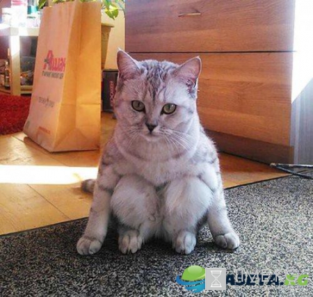 Курьезные снимки кошек, которые делают странные вещи (ФОТО)