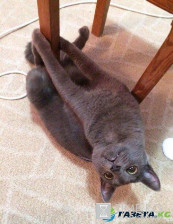 Курьезные снимки кошек, которые делают странные вещи (ФОТО)