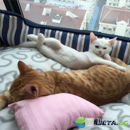 Курьезные снимки кошек, которые делают странные вещи (ФОТО)