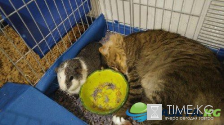 Курьезные снимки кошек, которые делают странные вещи (ФОТО)