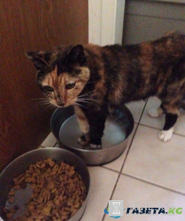 Курьезные снимки кошек, которые делают странные вещи (ФОТО)