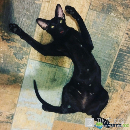 Полиция объяснила вторжение к Костюченко подозрительной кошкой. Журналистка в это не верит