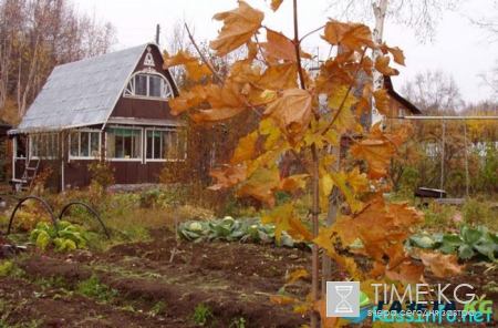 Посевной календарь на октябрь 2017 года