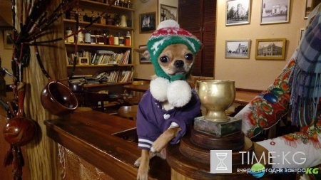 Самое интересное кафе в Кишиневе по версии Lonely Planet. Coffee – museum “CoffeeMolka”